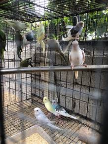 burung baji 