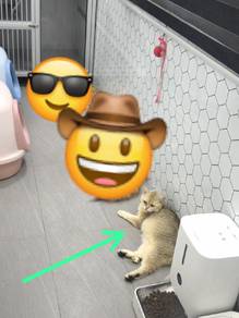 Bsh Golden preggy