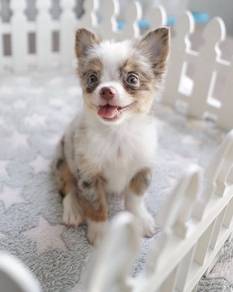 CHIHUAHUA PUPPIES 164🌷Head Apple Cute Dog