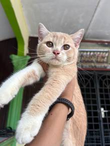 Bsh Bicolour Cream (Male)