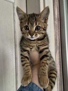 Marble Bengal Kitten