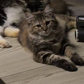 Mainecoon Persian (Black Tabby / Orange)