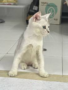 Kitten British Short Hair Kucing BSH 