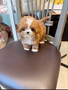 Adorable mini teacup Maltipoo puppies