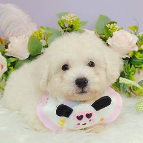 Maltipoo