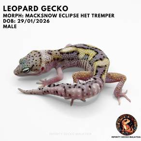 Leopard Gecko Malaysia Macksnow Eclipse Cicak 豹纹守宫