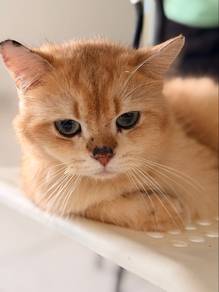 Bsh Golden Male