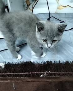 British Shorthair 