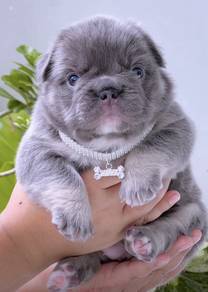 FRENCH BULLDOG PUPPIES 14🌻Premium Quality ~Fluffy