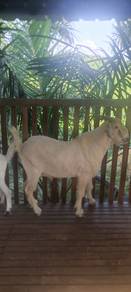 kambing jantan untuk dijual