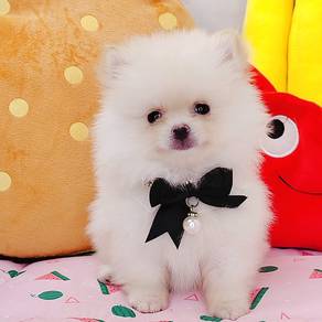 Pomeranian