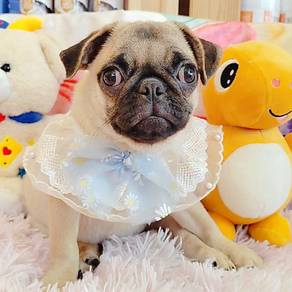Pug