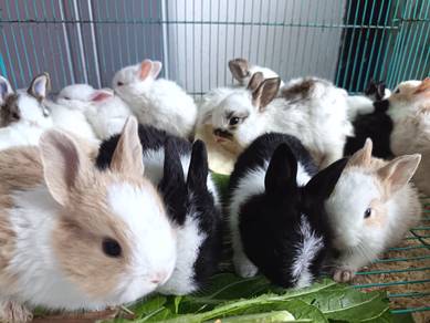 Mini Rabbit