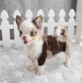 CHIHUAHUA PUPPIES 186🌷Head Apple Cute Dog