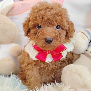 Poodle