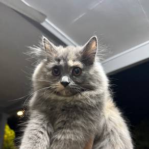Persian Mix Long Hair Betina (Kopi)
