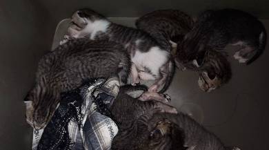 Anak Kucing baru Lahir