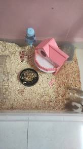 Hamster comel