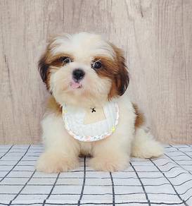 Shih Tzu