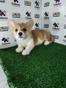 Pembroke Welsh corgi girl