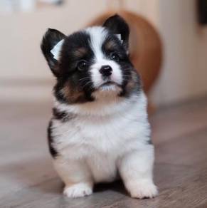 CORGI PUPPIES C96 Available Male & Female
