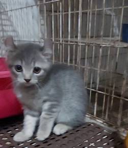 Blue Tabby American Curl Kitten
