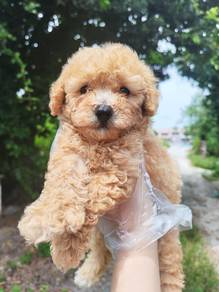 Super cute toy poodle light brown teddy bear