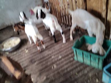 8 ekor anak jantan kambing