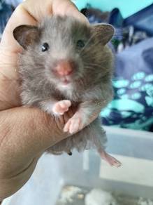 hamster syrian long hair