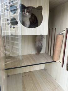 Domestic long hair