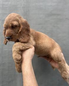 ENGLISH COCKER SPANIEL PUPPIES C28  🌻 Male