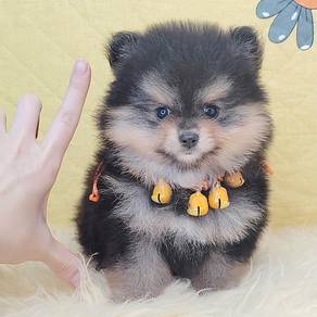 Pomeranian