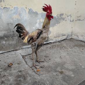 ayam pama