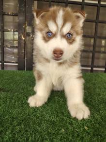 husky puppies 