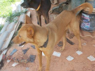 Ginger Seeks A Loving Home