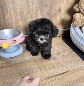 POODLE PUPPIES I162🌻 Tiny-Tea cup Import