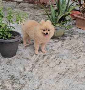 Pomeranian