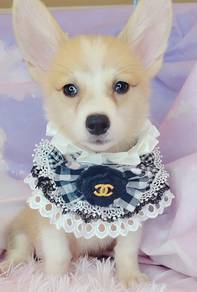 Welsh Corgi