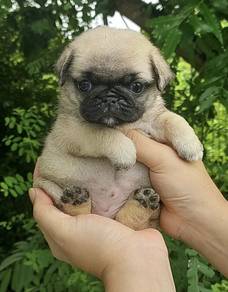 PUG PUPPIES 608 🌻 Chubby Pug Female