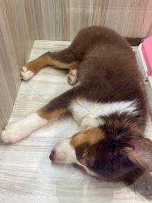 Border Collie Dog for Sale