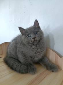 Kitten