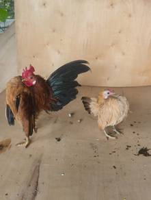Ayam Serama 