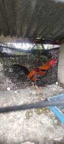 Ayam kampung