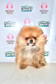 x36 Charming Pomeranian Puppy