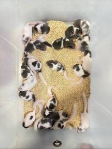 dormouse tupai mini hamster  boleh delivery