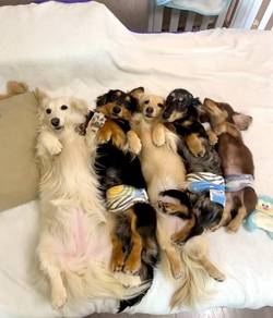 Miniature Dachshund