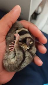 sugar glider for sale 