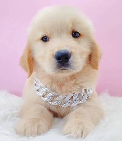 GOLDEN Retriever