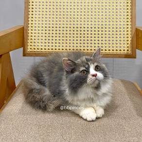persian kitten