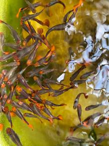 Ikan Koi Guppy Classic Aquascape Aquarium Fish
